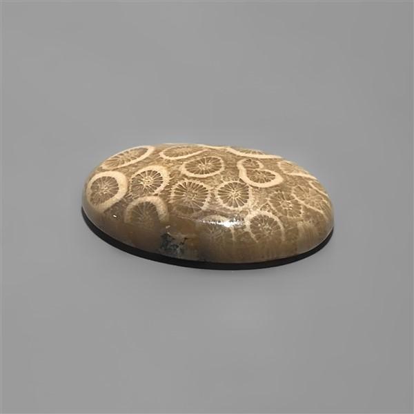 Coral|Fossil Coral