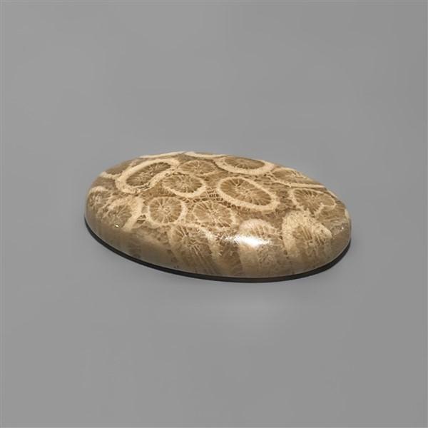 Coral|Fossil Coral