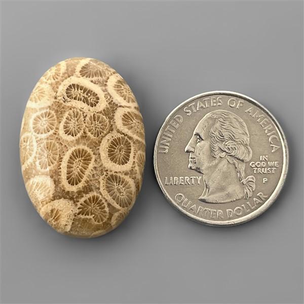 Coral|Fossil Coral