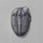 Trilobite Fossil