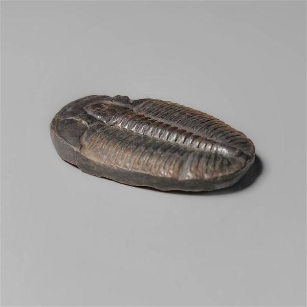 Trilobite Fossil