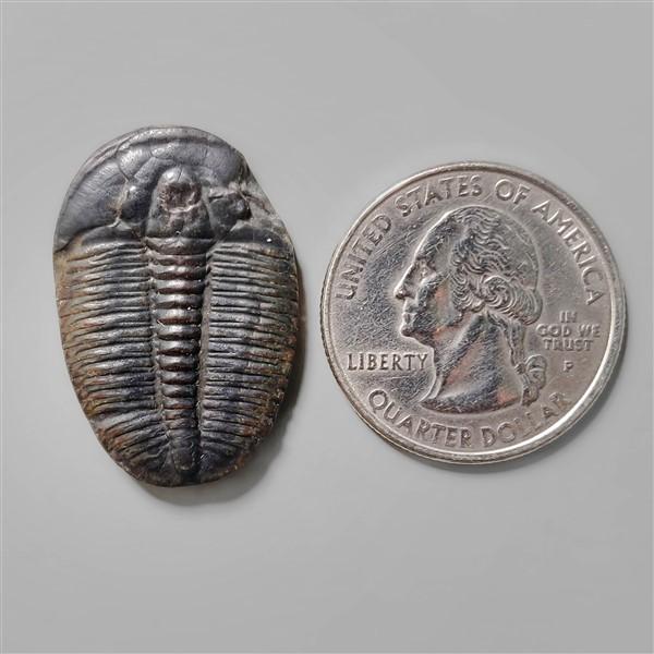 Trilobite Fossil