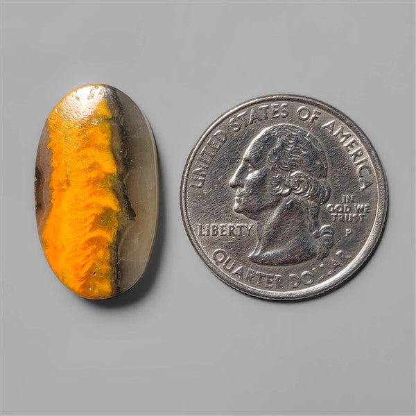 Bumble Bee Jasper