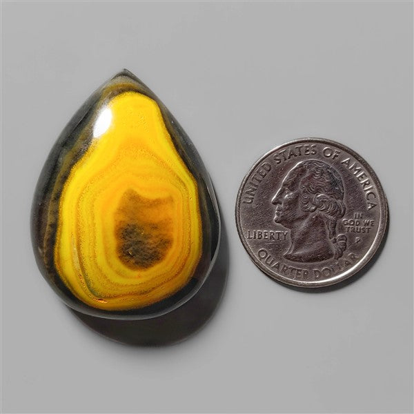 Bumble Bee Jasper