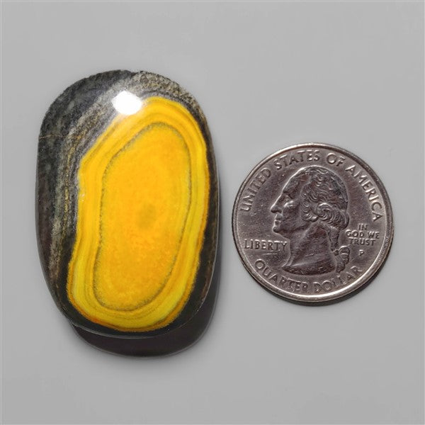 Bumble Bee Jasper
