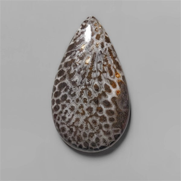 Coral|Fossil Coral