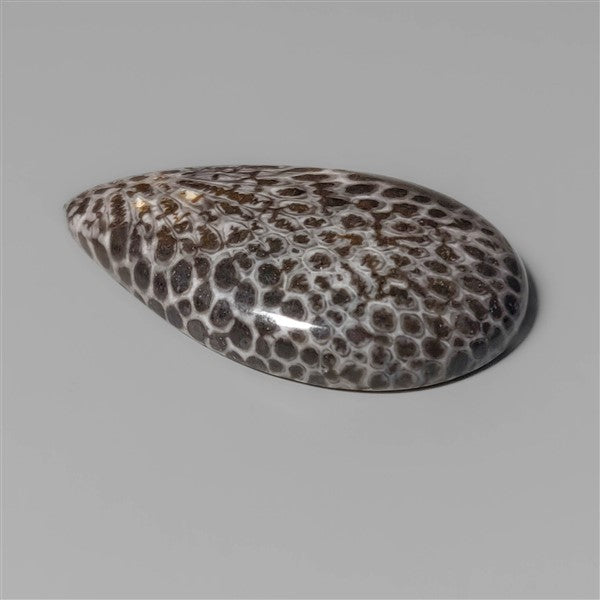 Coral|Fossil Coral