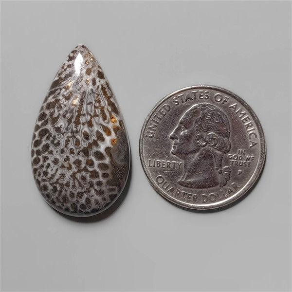 Coral|Fossil Coral