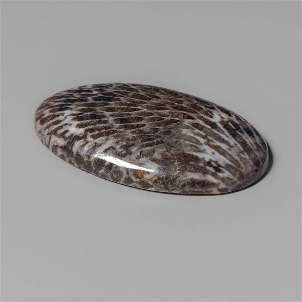 Coral|Fossil Coral