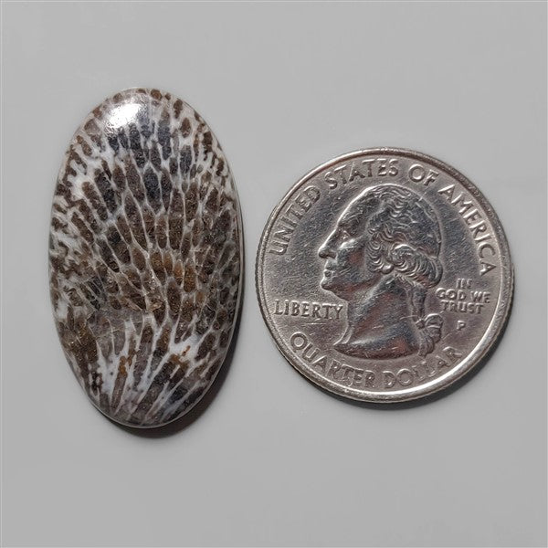 Coral|Fossil Coral