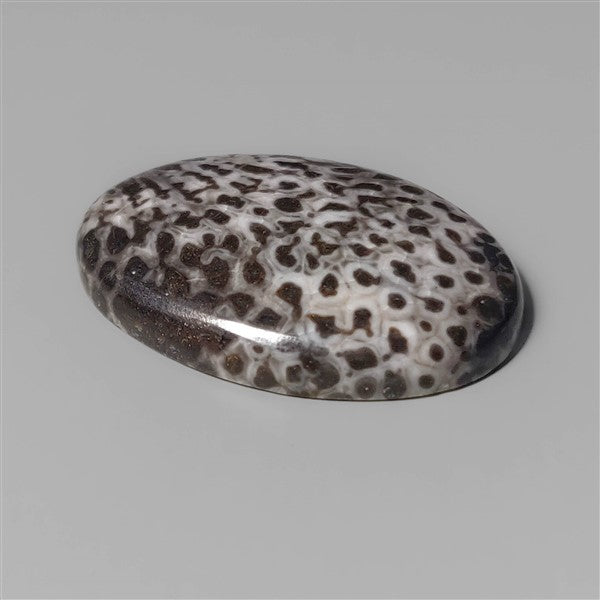 Coral|Fossil Coral