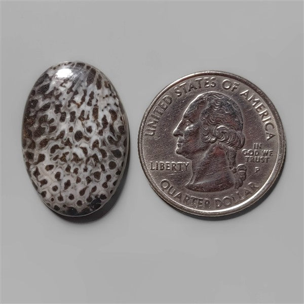 Coral|Fossil Coral