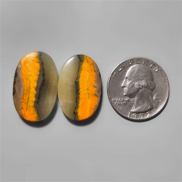 Bumble Bee Jasper