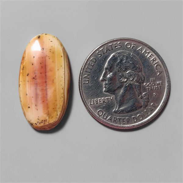 Petrified Wood|Wood