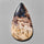 Agate|Palmroot