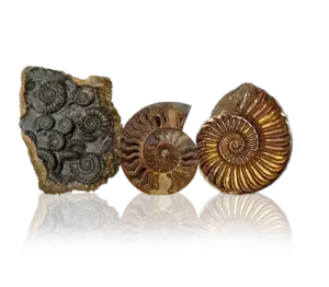 Fossils