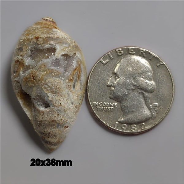 Shell
