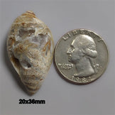 Shell