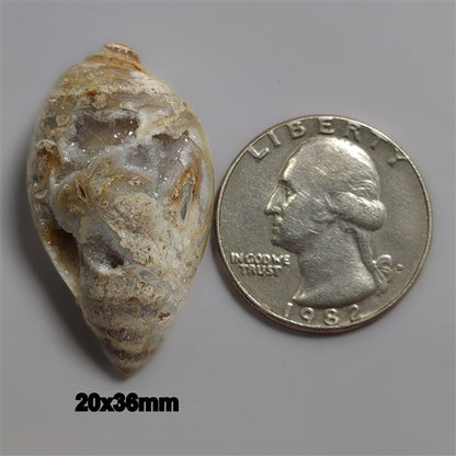 Shell