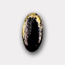 Apache Gold