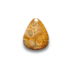 Fossil Coral