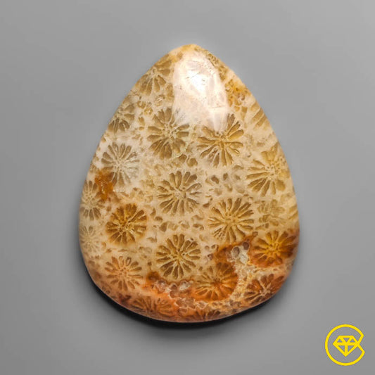 Coral Fossil