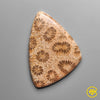 Coral Fossil