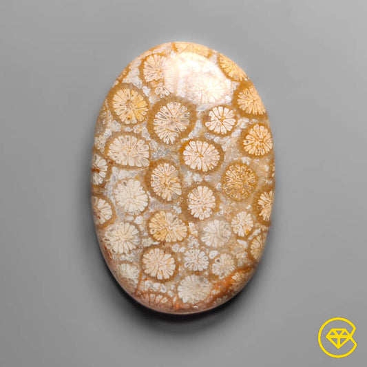 Coral Fossil