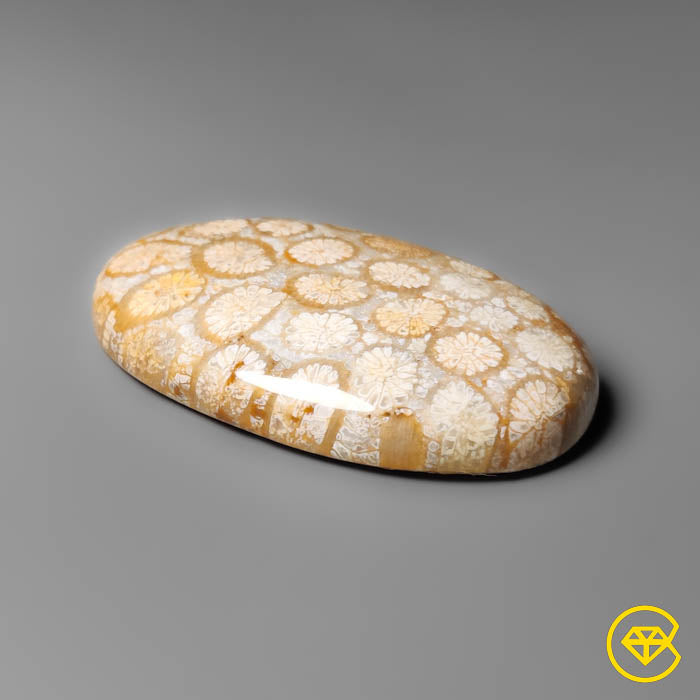 Coral Fossil Cabochon