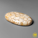 Coral Fossil Cabochon