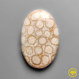 Coral Fossil
