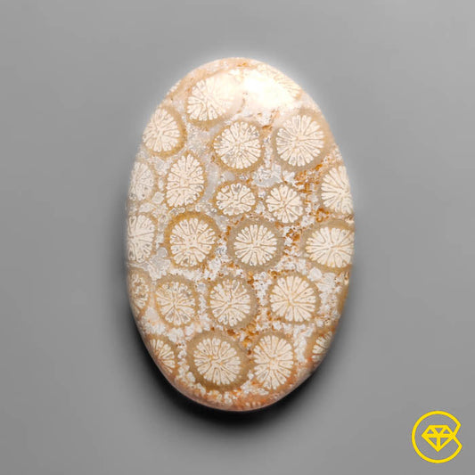 Coral Fossil