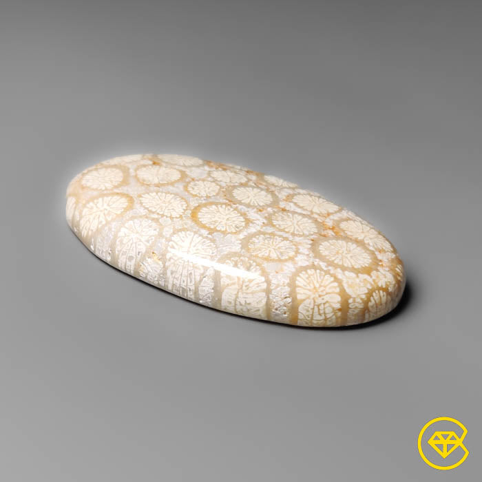 Coral Fossil Cabochon