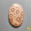 Coral Fossil