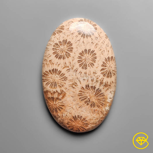 Coral Fossil