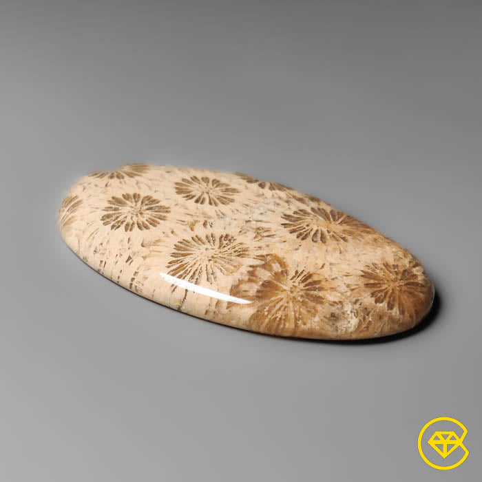 Coral Fossil Cabochon