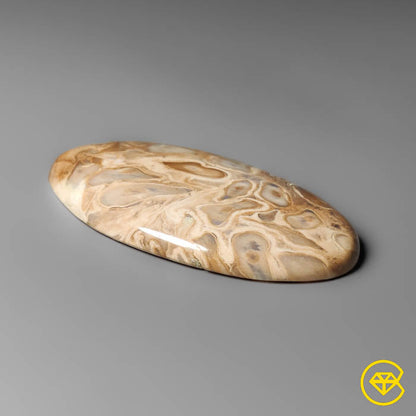 Indonesian Palmroot Cabochon