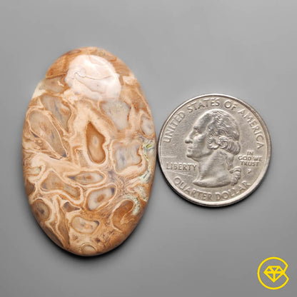 Indonesian Palmroot Cabochon