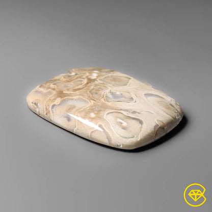 Indonesian Palmroot Cabochon