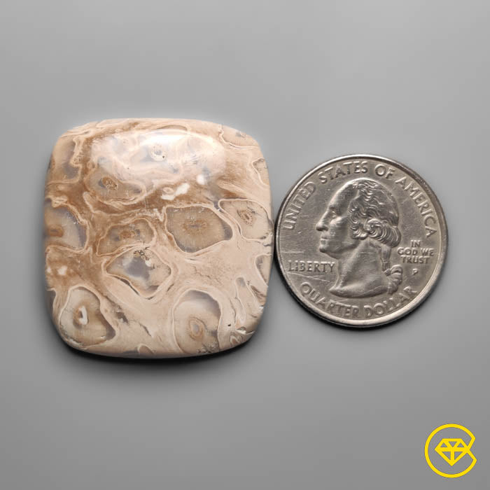 Indonesian Palmroot Cabochon