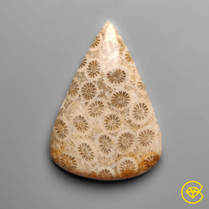 Fossil Coral