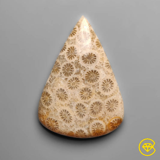 Fossil Coral
