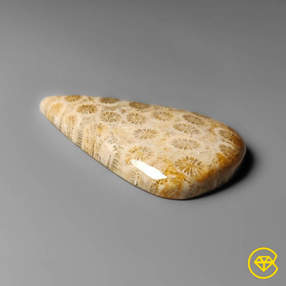 Fossil Coral Cabochon