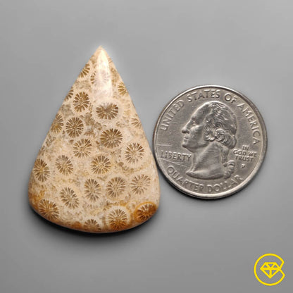 Fossil Coral Cabochon