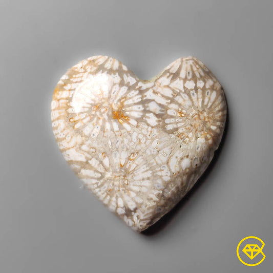 Fossil Coral