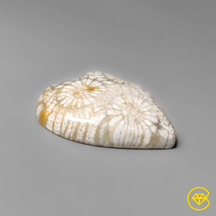 Fossil Coral Heart Carving