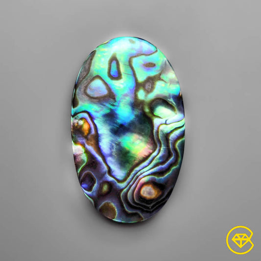 Abalone Shell
