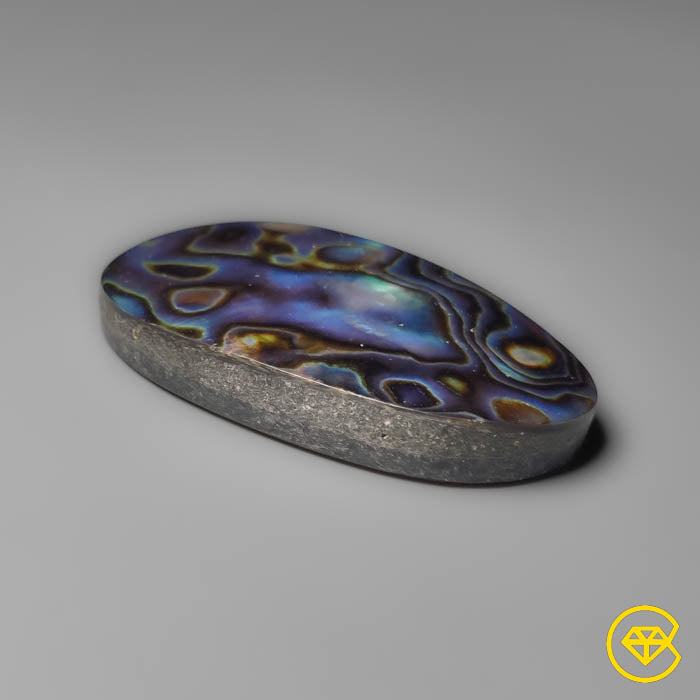 Abalone Shell (Backed)