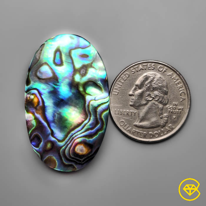 Abalone Shell (Backed)