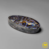 Abalone Shell (Backed)
